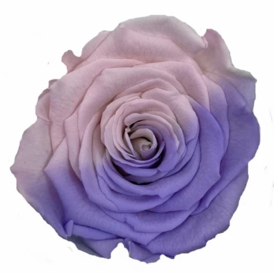 Stabilizované duhové růžovo-fialové růže XL v krabičce 6ks