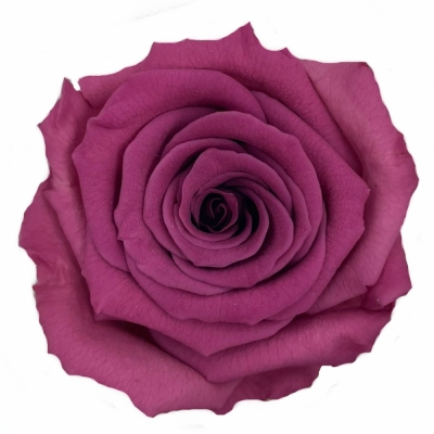 Stabilizované fialové růže v krabičce 12ks