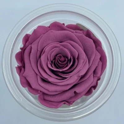 Stabilizované fialové růže v krabičce 6ks