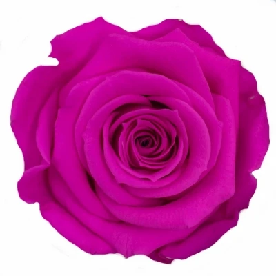 Stabilizované fuchsiové růže v krabičce 12ks