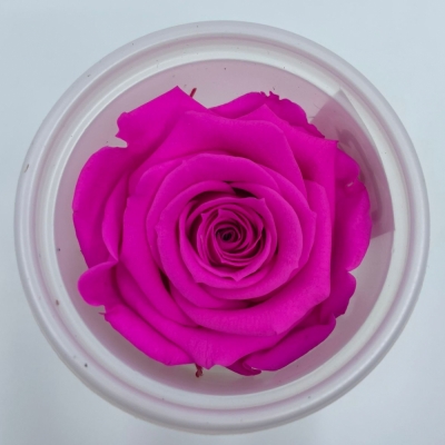 Stabilizované fuchsiové růže v krabičce 12ks