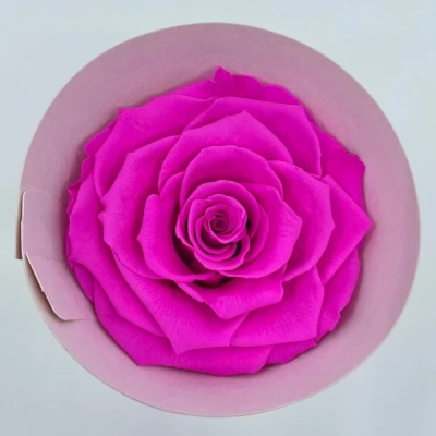 Stabilizované fuchsiové růže v krabičce 4ks