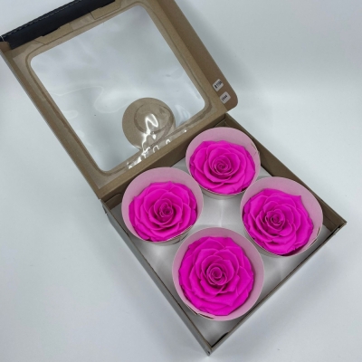 Stabilizované fuchsiové růže v krabičce 4ks