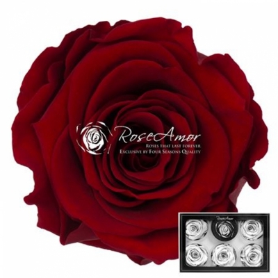 Stabilizované granátově červené růže L v krabičce 6ks