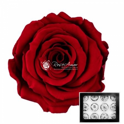 Stabilizované granátově červené růže v krabičce 12ks