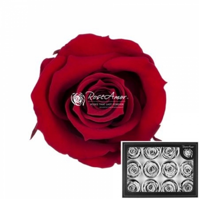 Stabilizované granátově červené růže v krabičce 12ks