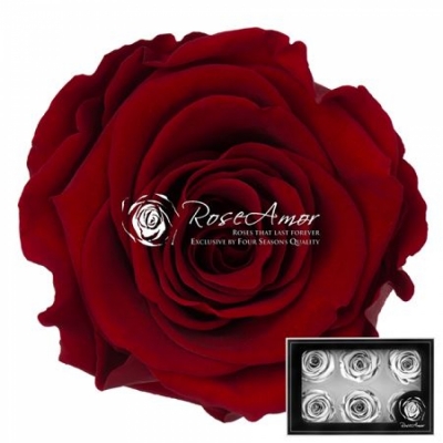 Stabilizované granátově červené růže v krabičce 6ks