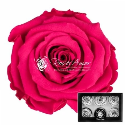 Stabilizované karmínově červené růže plus v krabičce 6ks