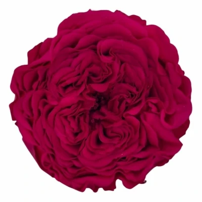 Stabilizované karmínově červené zahradní růže v krabičce 12ks