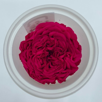 Stabilizované karmínově červené zahradní růže v krabičce 12ks