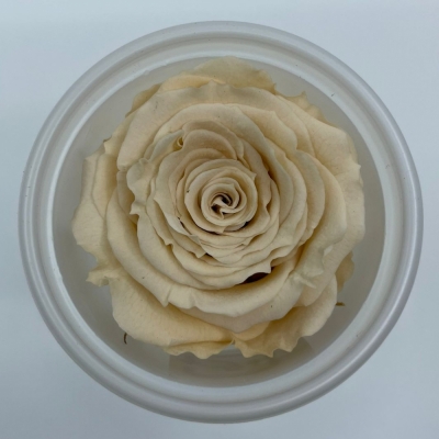 Stabilizované krémové růže v krabičce 12ks