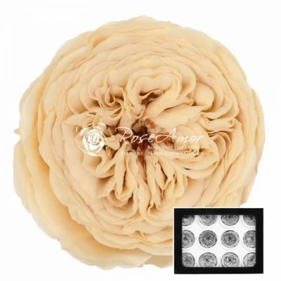 Stabilizované krémové zahradní růže v krabičce 12ks