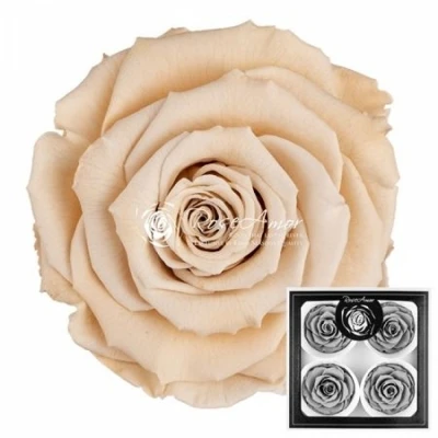 Stabilizované krémové růže v krabičce 4ks