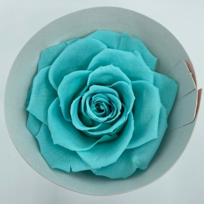 Stabilizované ledově modré růže plnokvěté v krabičce 4ks
