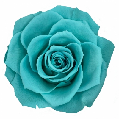 Stabilizované ledově modré růže plnokvěté v krabičce 4ks
