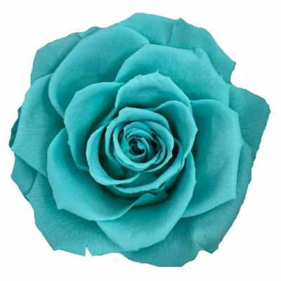 Stabilizované ledově modré růže plnokvěté v krabičce 4ks