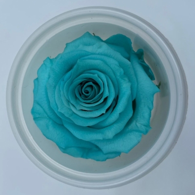 Stabilizované ledově modré růže v krabičce 12ks