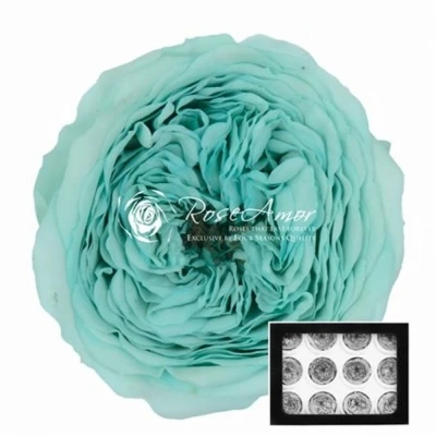 Stabilizované ledově modré zahradní růže v krabičce 12ks