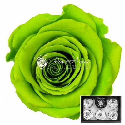 Stabilizované limetkově zelené růže XL v krabičce 6ks