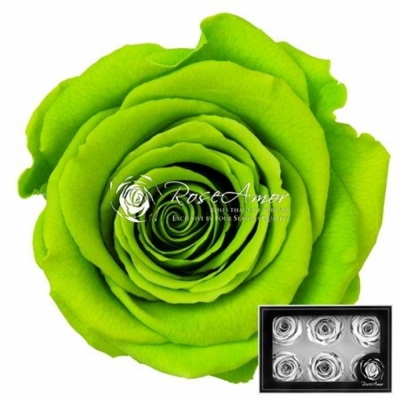Stabilizované limetkově zelené růže v krabičce 6ks