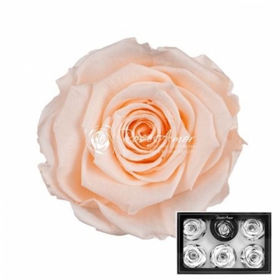 Stabilizované lososově růžové růže XL v krabičce 6ks