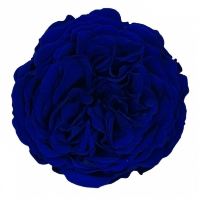 Stabilizované modré růže v krabičce 12ks
