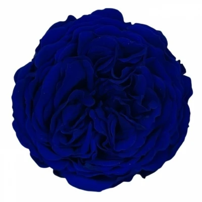 Stabilizované modré růže v krabičce 12ks