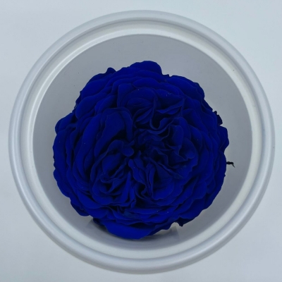 Stabilizované modré růže v krabičce 12ks