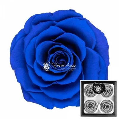 Stabilizované modré růže v krabičce 4ks
