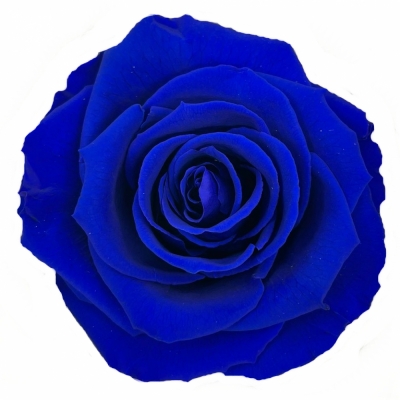 Stabilizované modré růže v krabičce 4ks