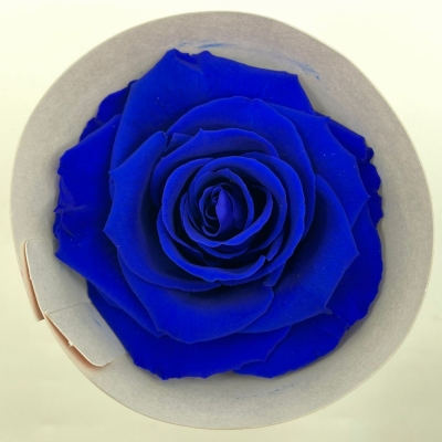 Stabilizované modré růže v krabičce 4ks
