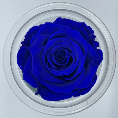 Stabilizované modré růže v krabičce 6ks