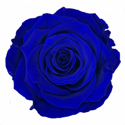 Stabilizované modré růže v krabičce 6ks