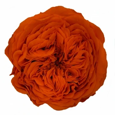 Stabilizované oranžová růže v krabičce 12ks
