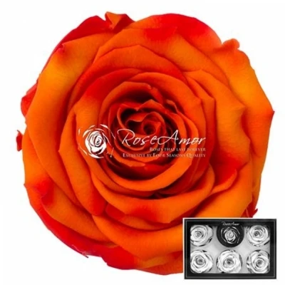 Stabilizované oranžové žíhané růže XL v krabičce 6ks