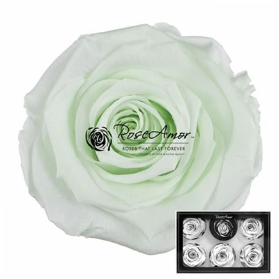 Stabilizované pudrově zelené růže XL v krabičce 6ks