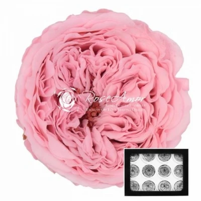 Stabilizované růžové zahradní růže v krabičce 12ks