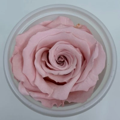 Stabilizované růžové růže v krabičce 12ks