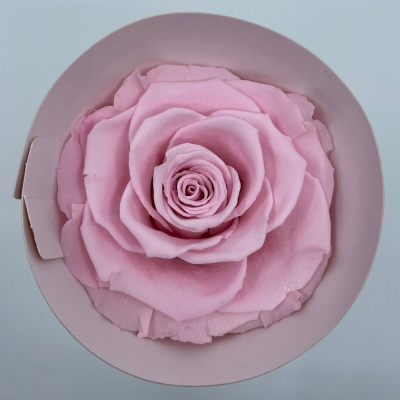Stabilizované růžové růže v krabičce 4ks