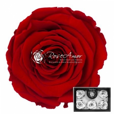 Stabilizované sametově červené růže L v krabičce 6ks