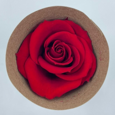 Stabilizované sametově červené růže v krabičce 12ks