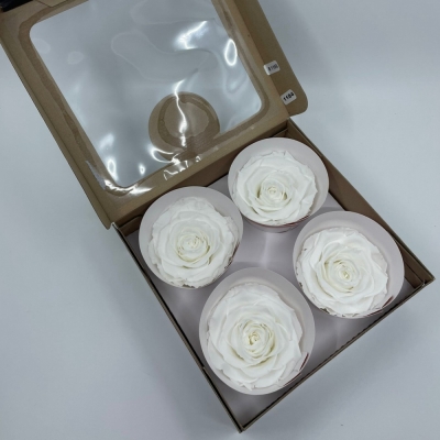 Stabilizované sněhově bílé růže v krabičce 4ks