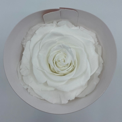 Stabilizované sněhově bílé růže v krabičce 4ks