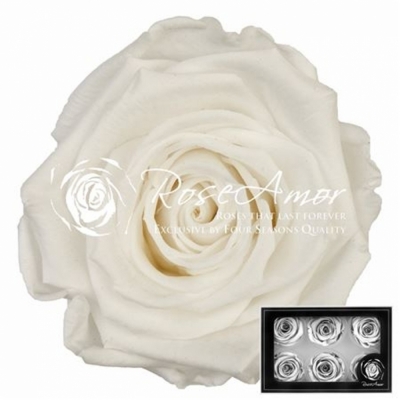 Stabilizované sněhově bílé růže v krabičce 6ks
