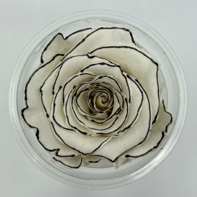 Stabilizované stracciatella růže XL v krabičce 6ks
