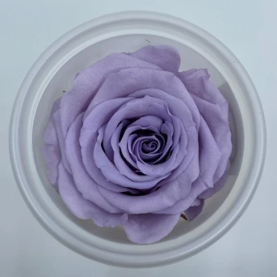 Stabilizované světle fialové růže v krabičce 12ks