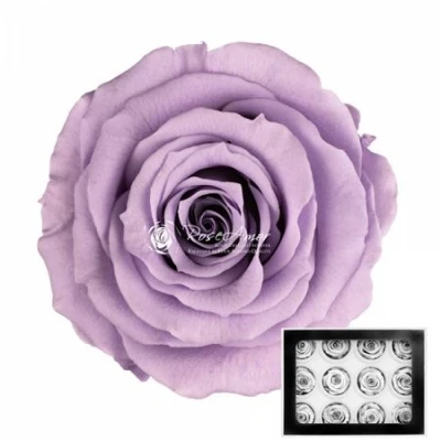 Stabilizované světle fialové růže v krabičce 12ks