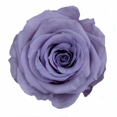 Stabilizované světle fialové růže v krabičce 12ks