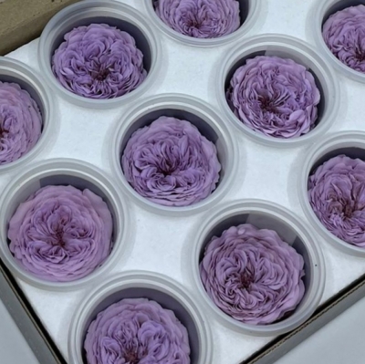 Stabilizované světle fialové růže v krabičce 12ks