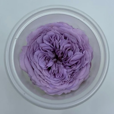 Stabilizované světle fialové růže v krabičce 12ks